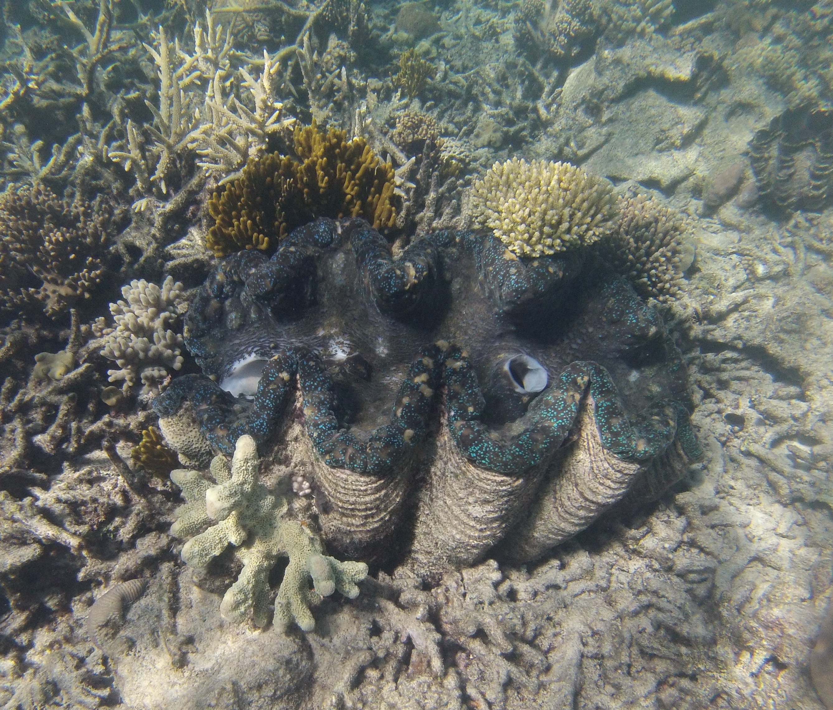 The Giant “Man-eating” Clam