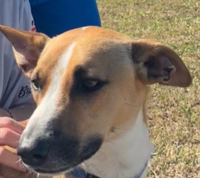 Pet Of The Week: Meet Delightful Deeter!!