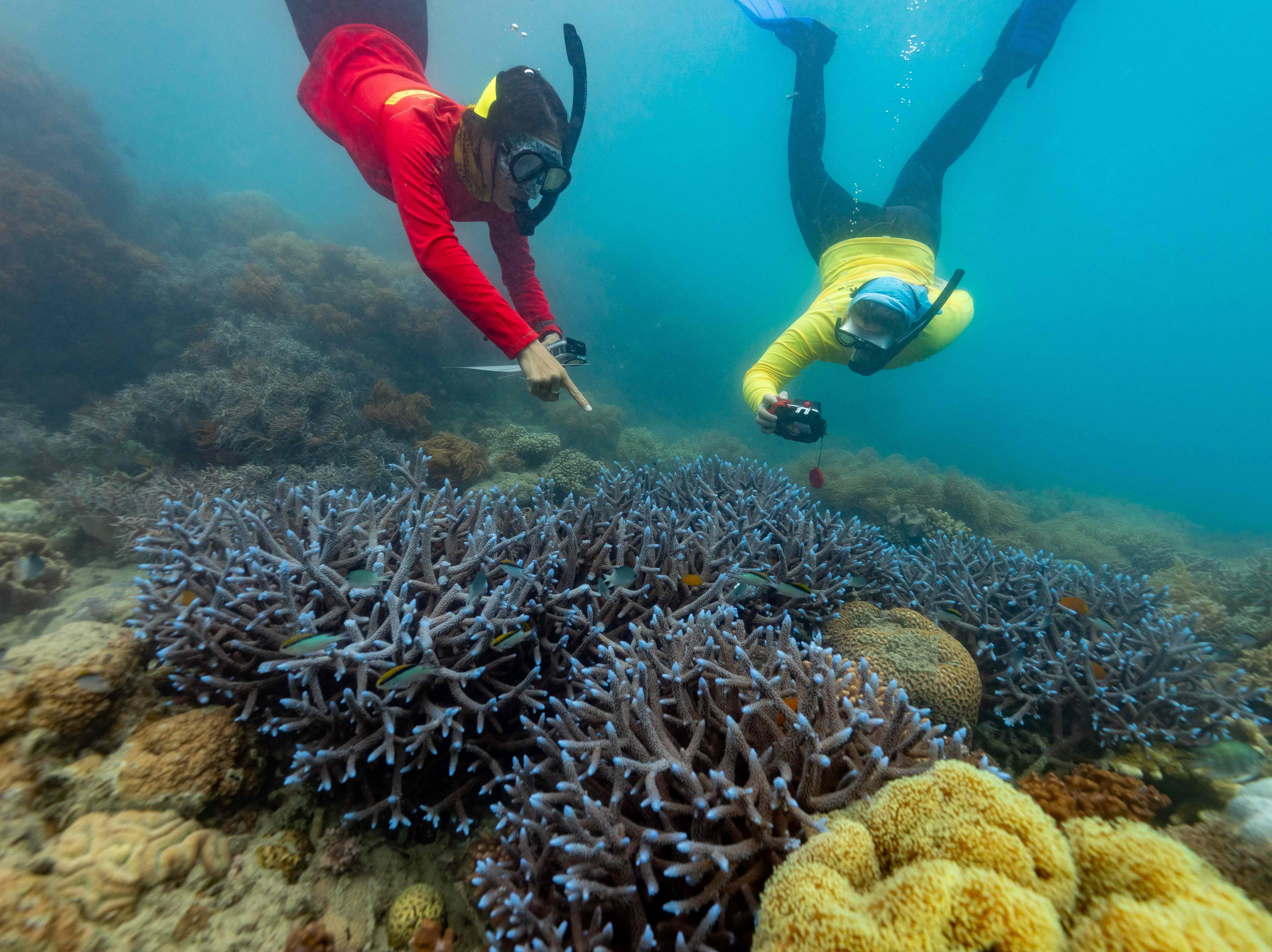 Red Cat Adventures Expands Efforts To Protect the Reef