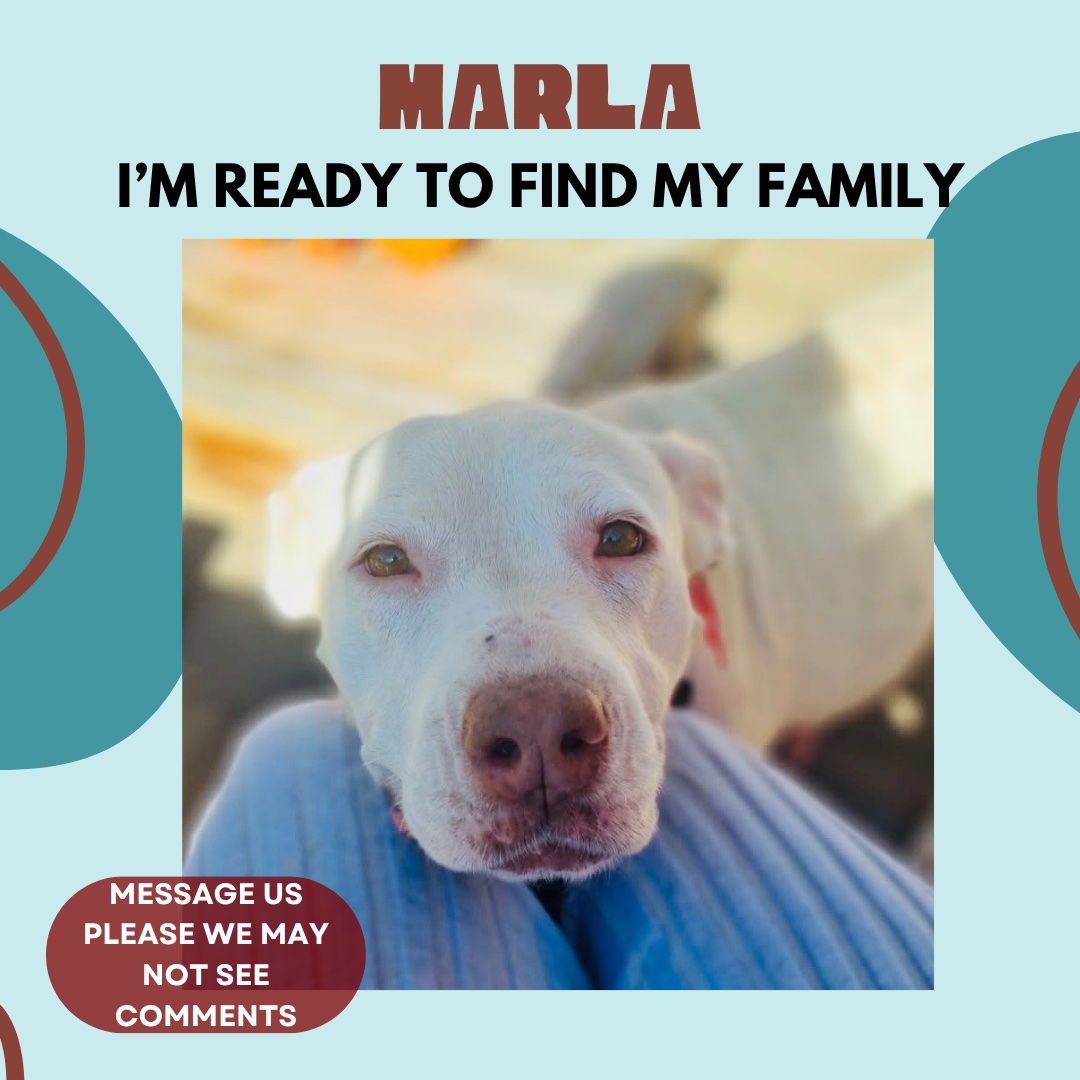 Pet Of The Week Meet Marla