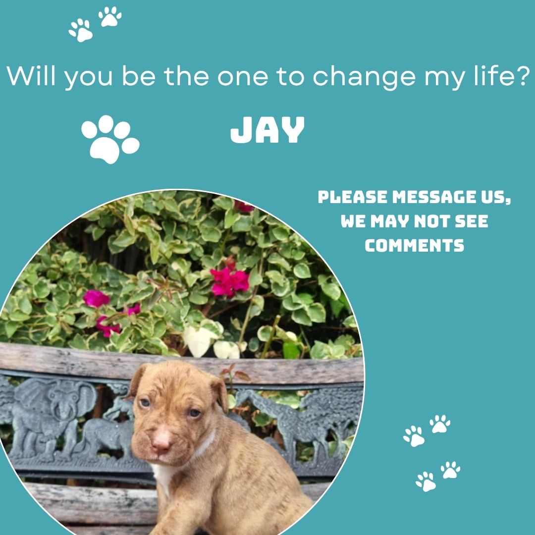 MEET JAY – READY FOR HIS FOREVER HOME!