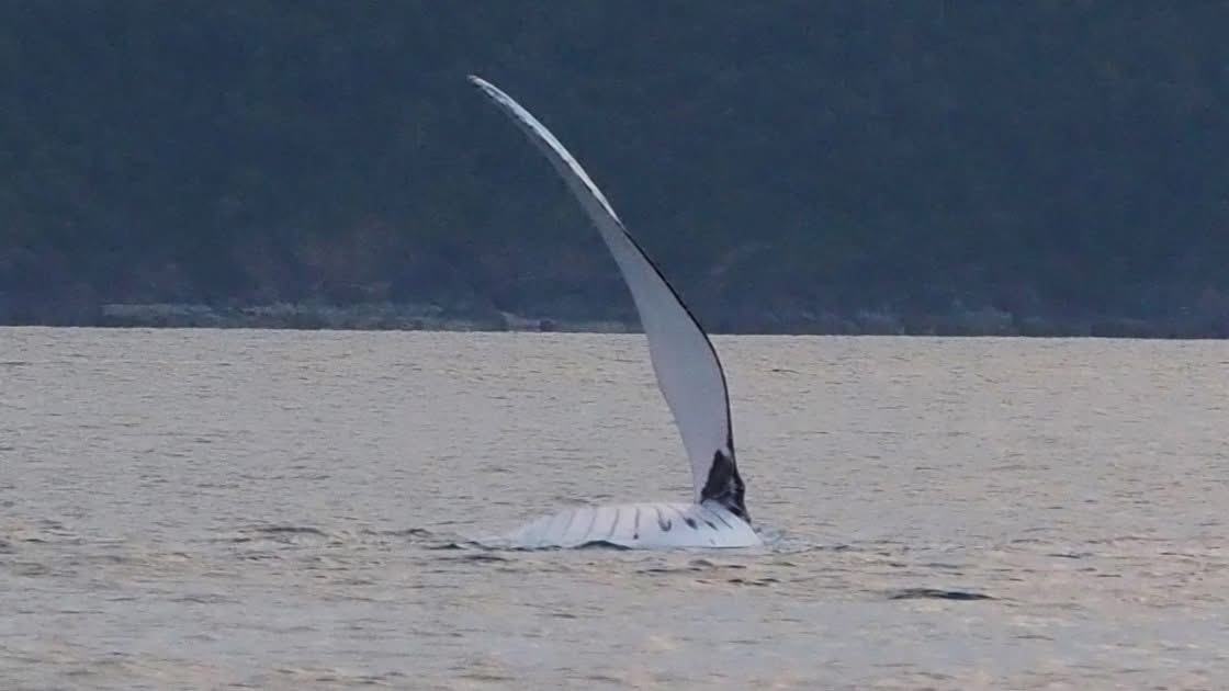 HUMPBACK WHALE BREEDING AND HEAT RUNS