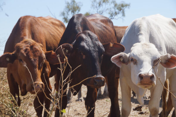 From Paddock To Sale