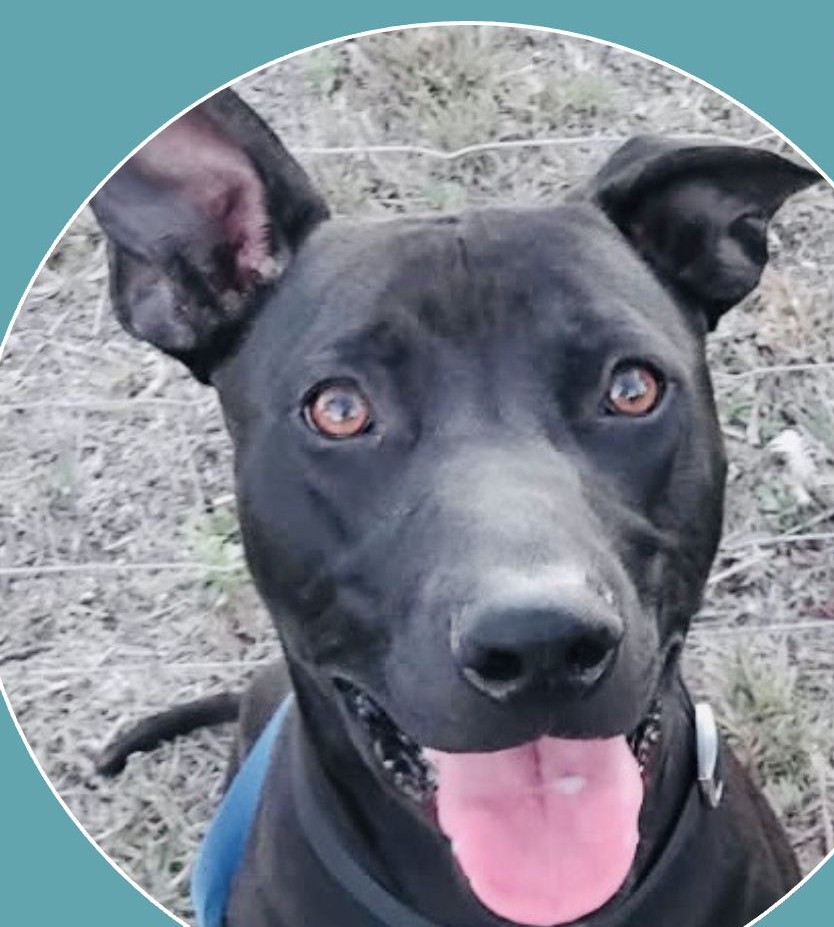 Pet Of The Week: Meet Radiant Rex