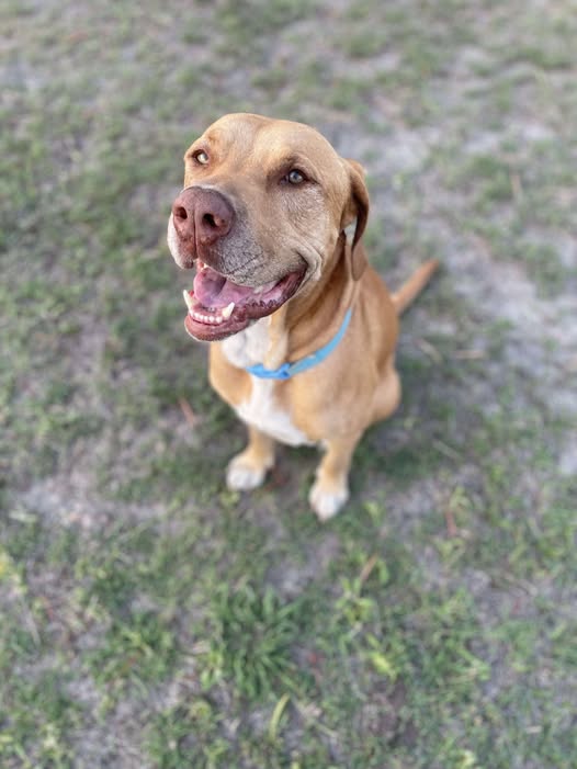 Gentle Giant Max Looking For A Foster Home