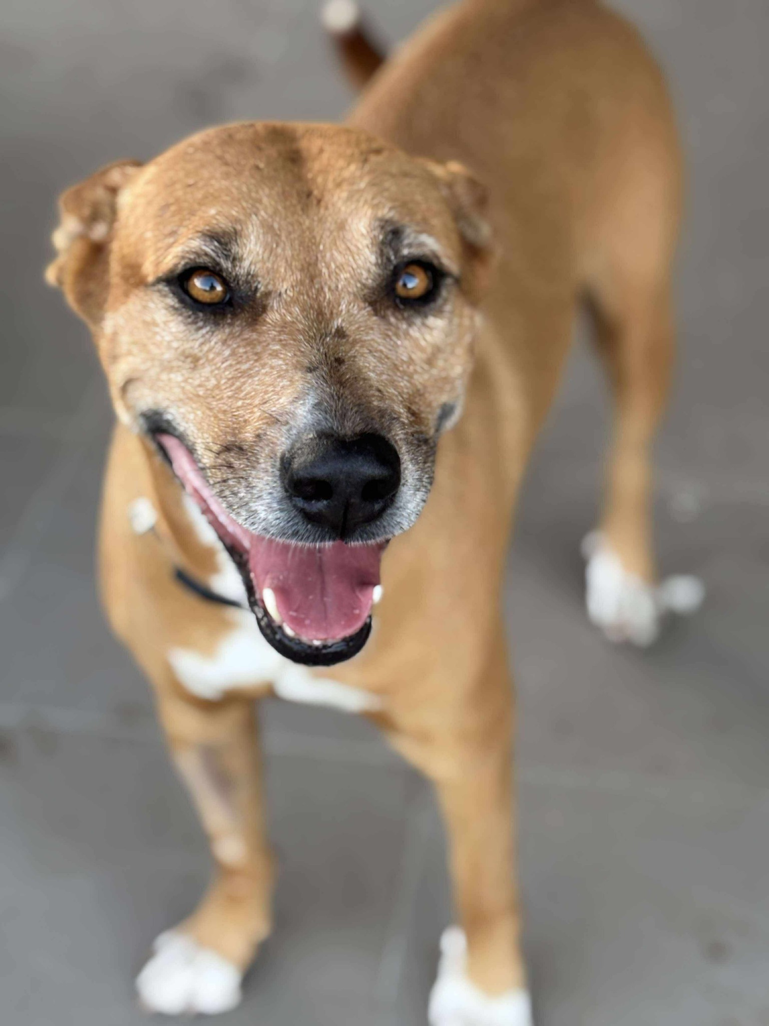 Boomer: A Gentle Soul Looking for Her Second Chance