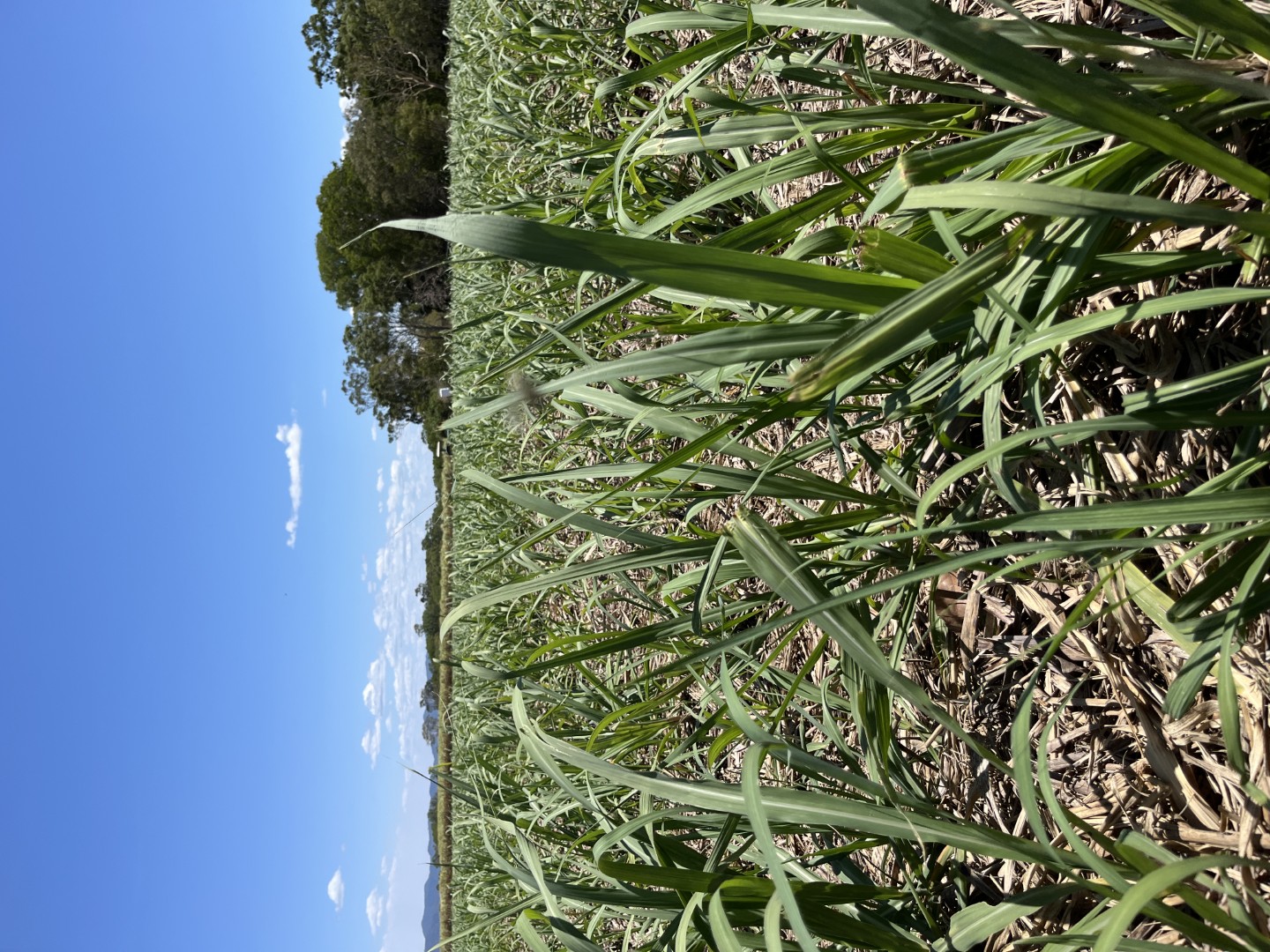 Wilmar, MSF Defy Industry Will