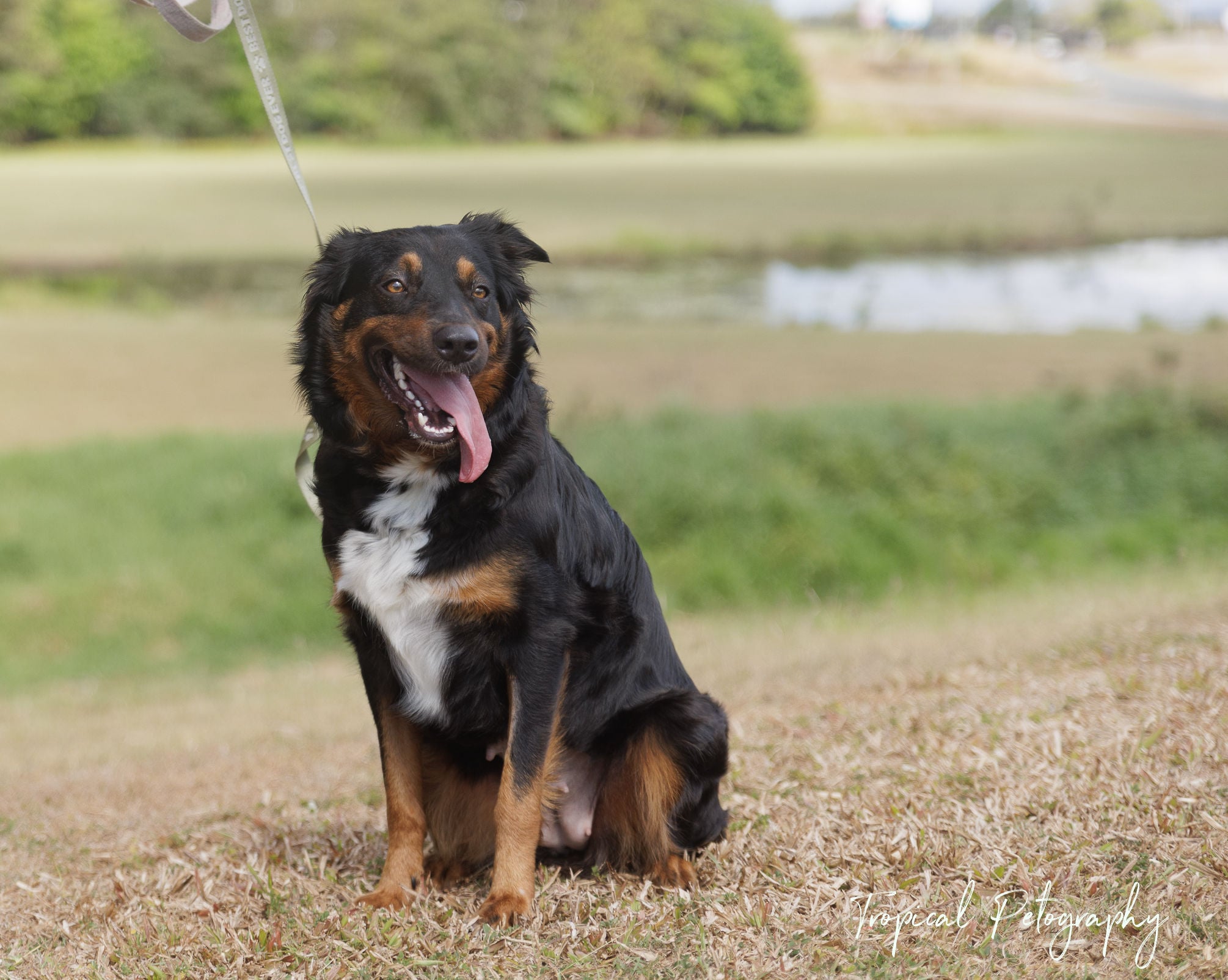 Pet Of The Week 21 November