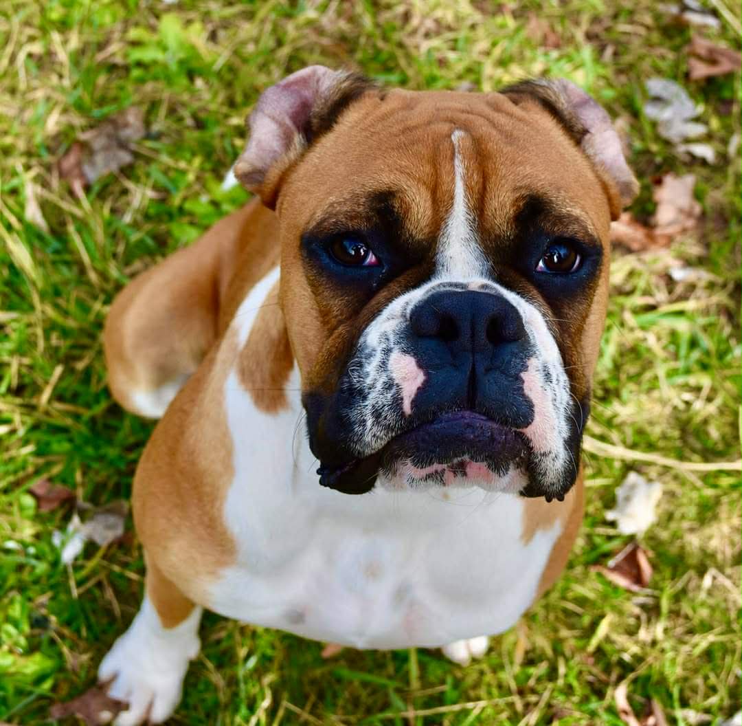 Beloved Boxer’s Sudden Passing Sparks Snake-Smart Reminder