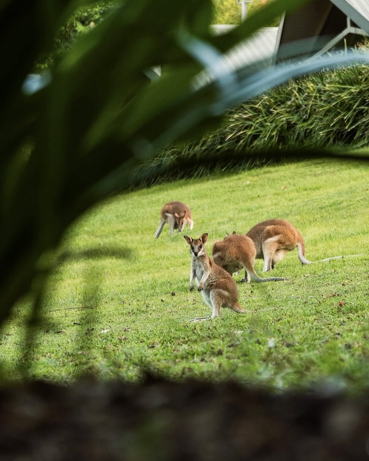 What to Do If You Find Sick, Injured or Orphaned Wildlife