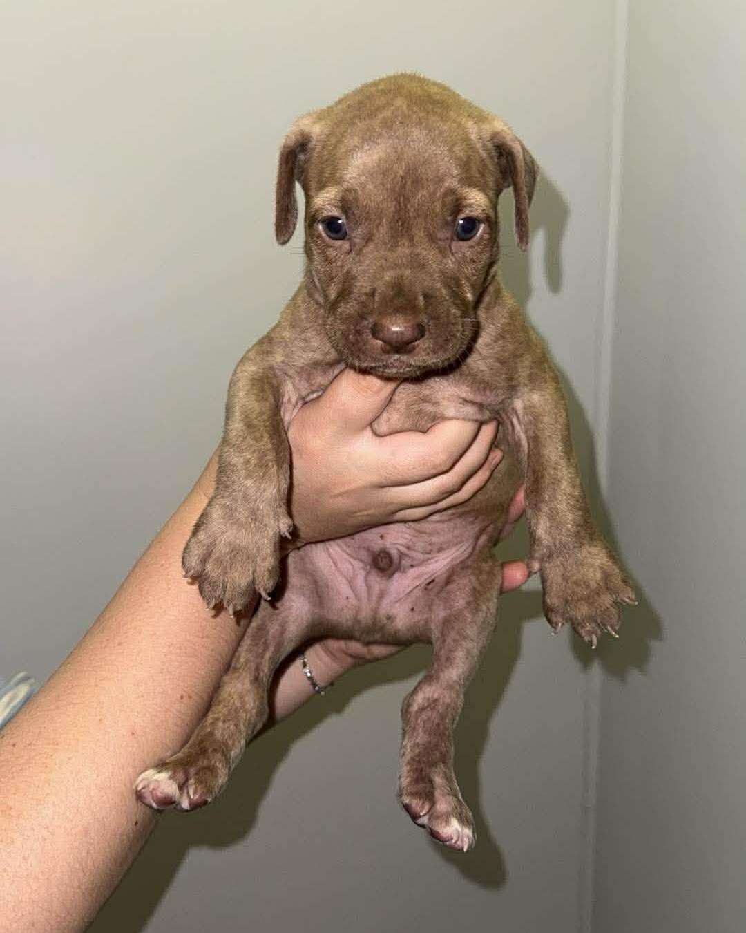 Nine Puppies Saved From Drowning in Last-Minute Rescue