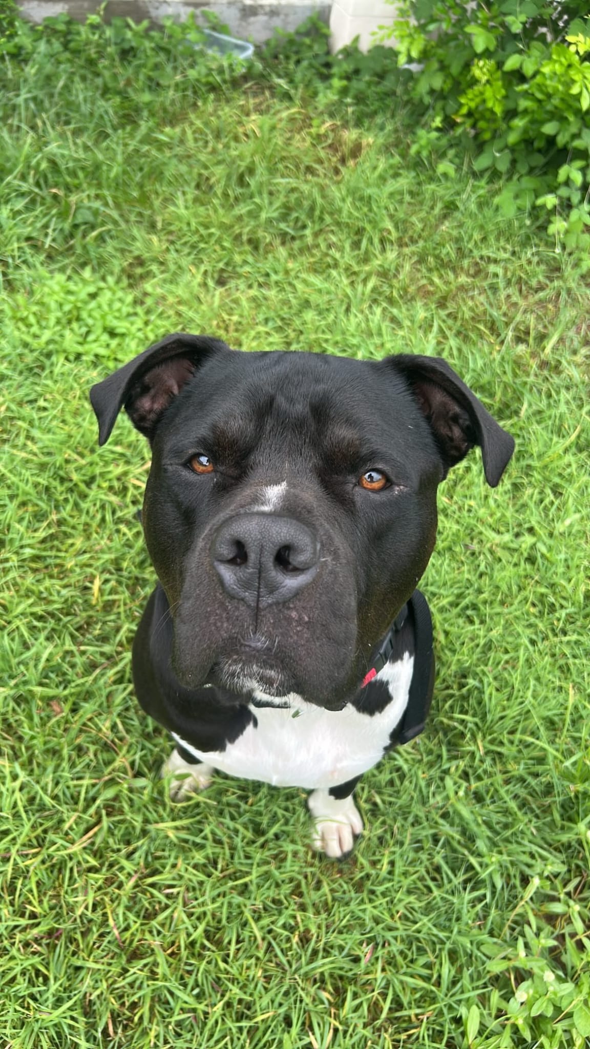 Pet of The Week - MEET TOBY LEE 