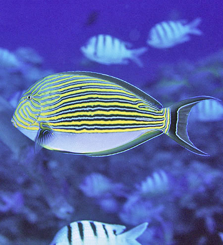 Most Ecologically Important Fish on the Great Barrier Reef  