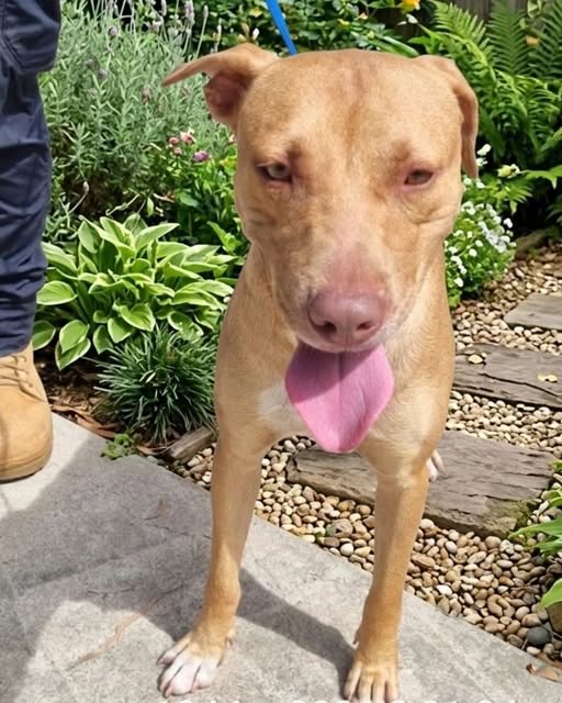 Pet of the Week: Busta