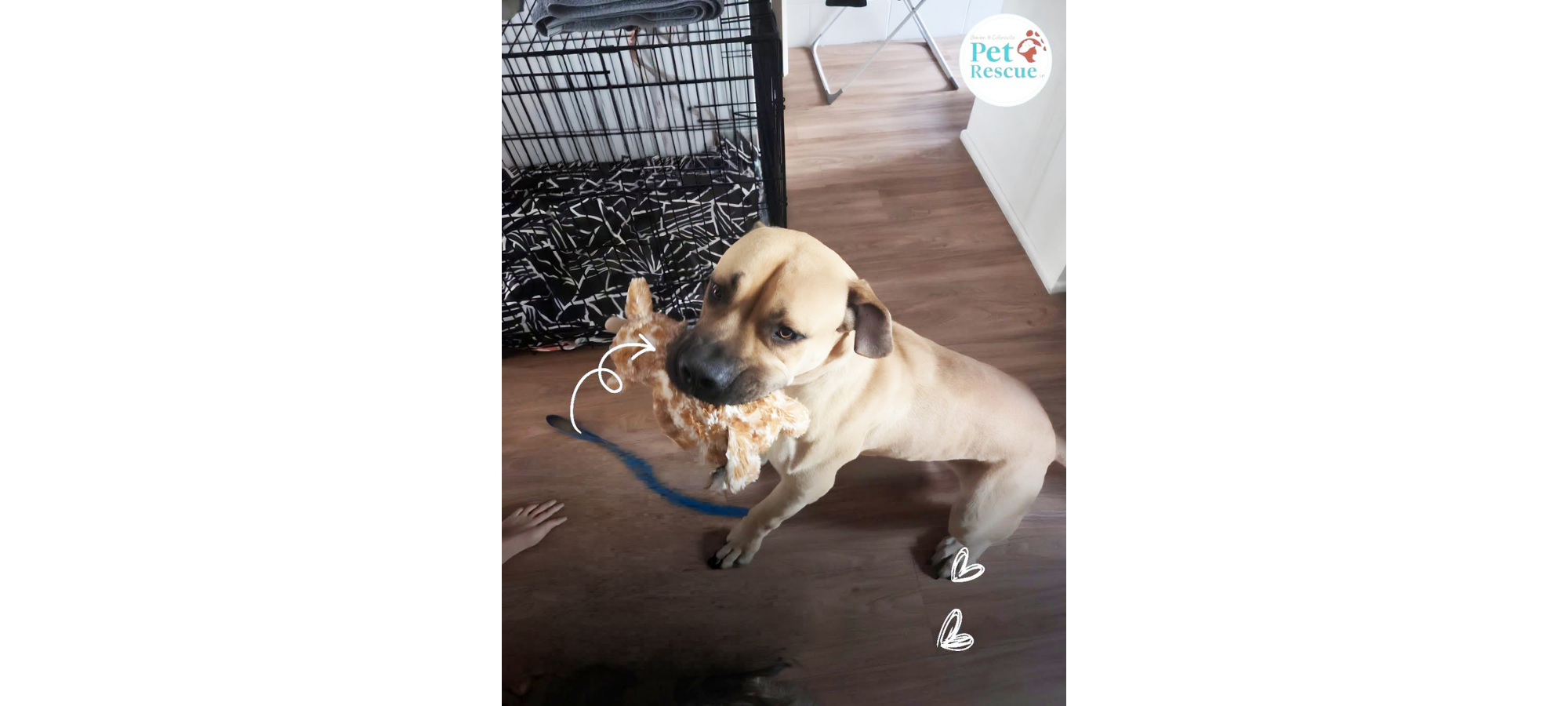 Pet of the Week: Baxter