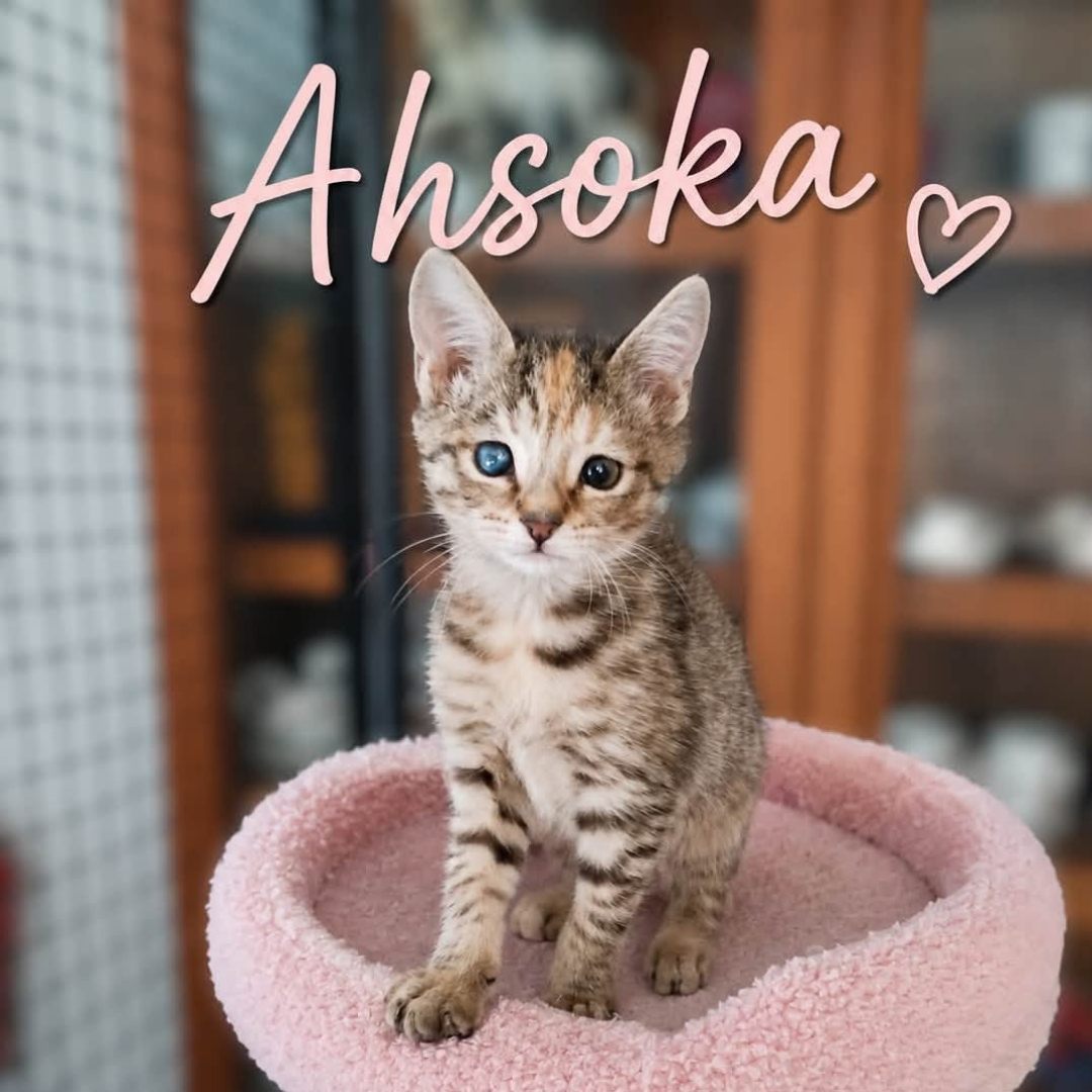 Pets of the Week: Ahsoka & Johnny Cash