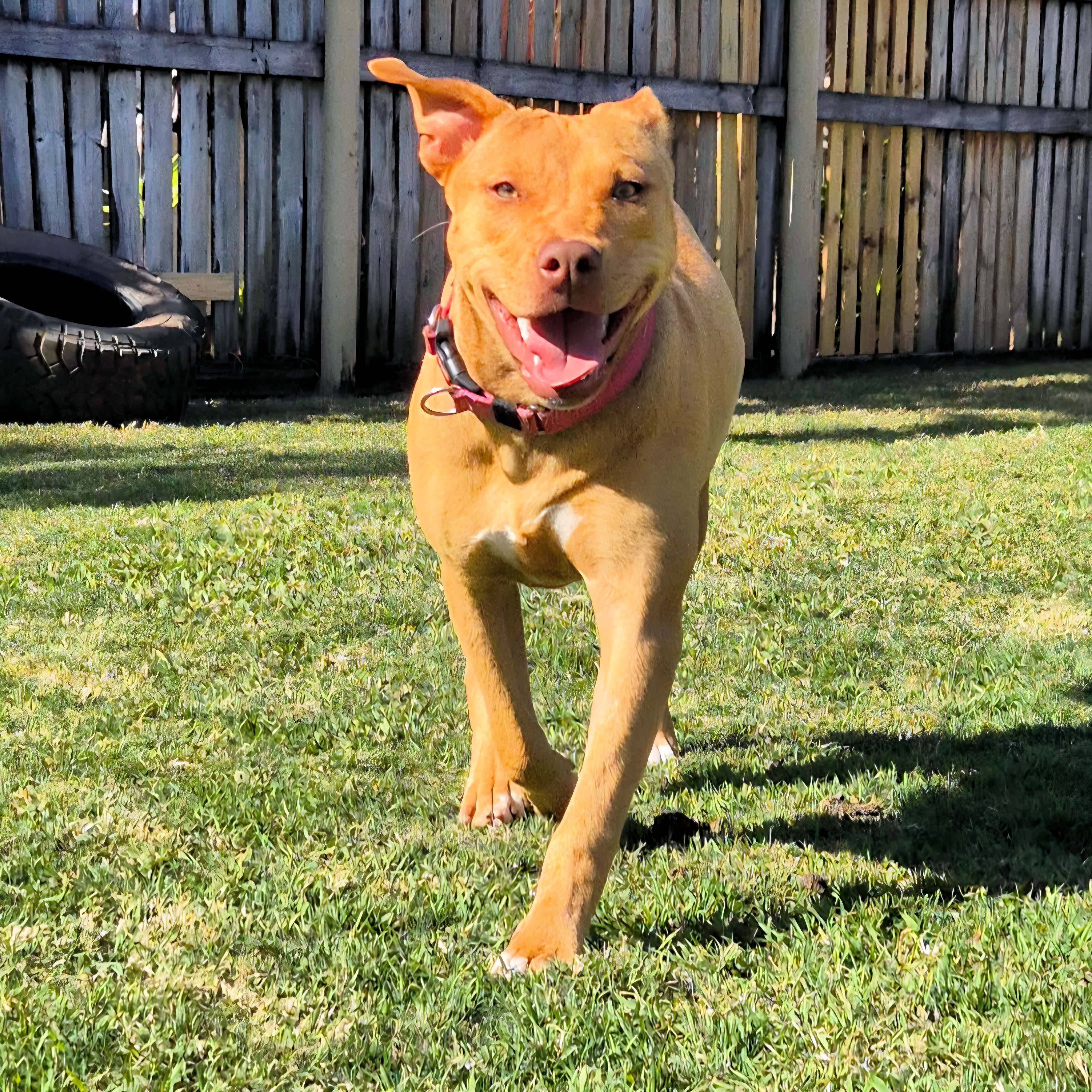 Pet Of The Week: Kelsey