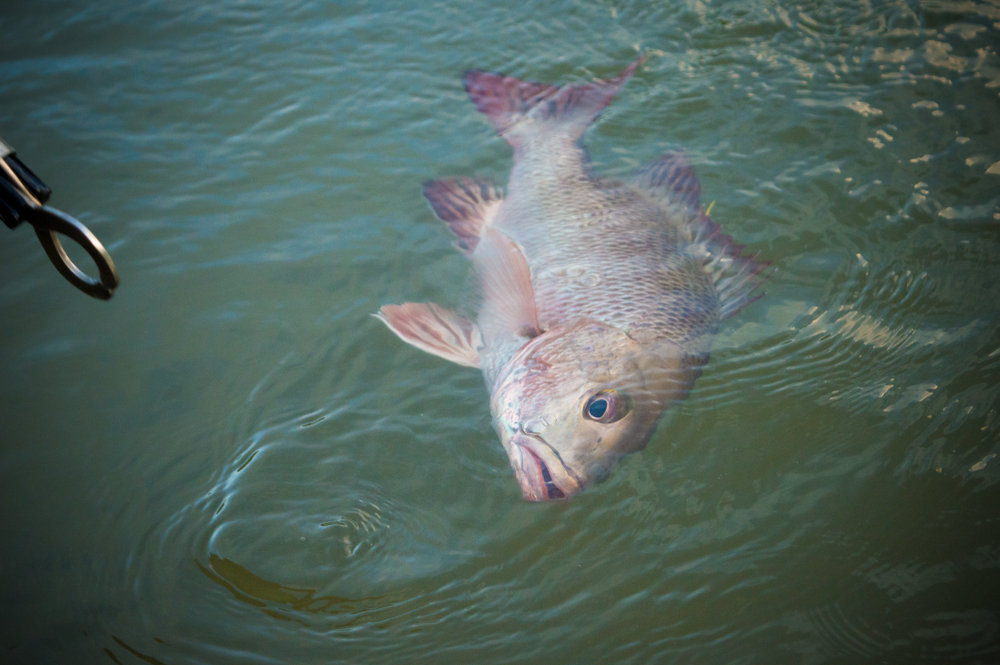 Native Fish Face Growing Extinction Threat 