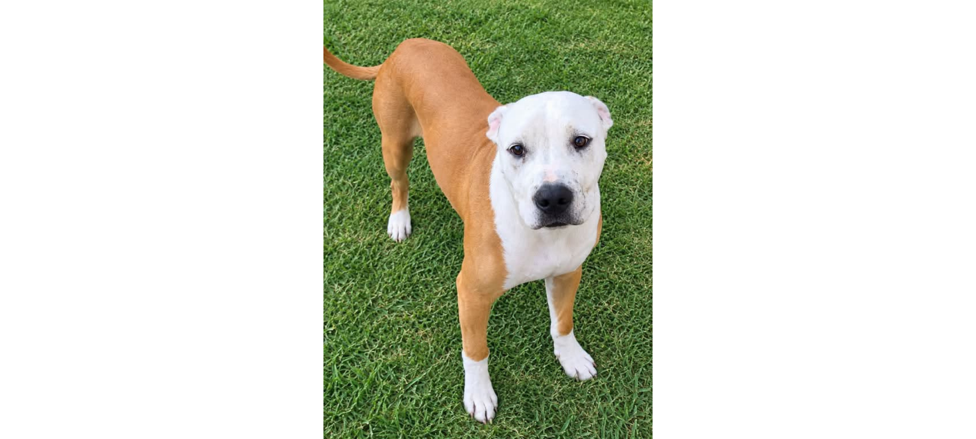 Pet Of The Week: Meet Cassius A Gentle Boy With A Heart Full Of Love
