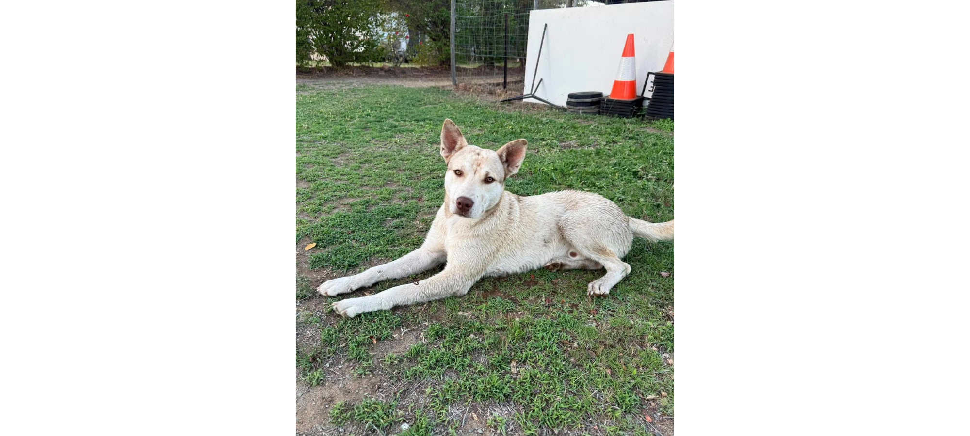 Pet of the Week