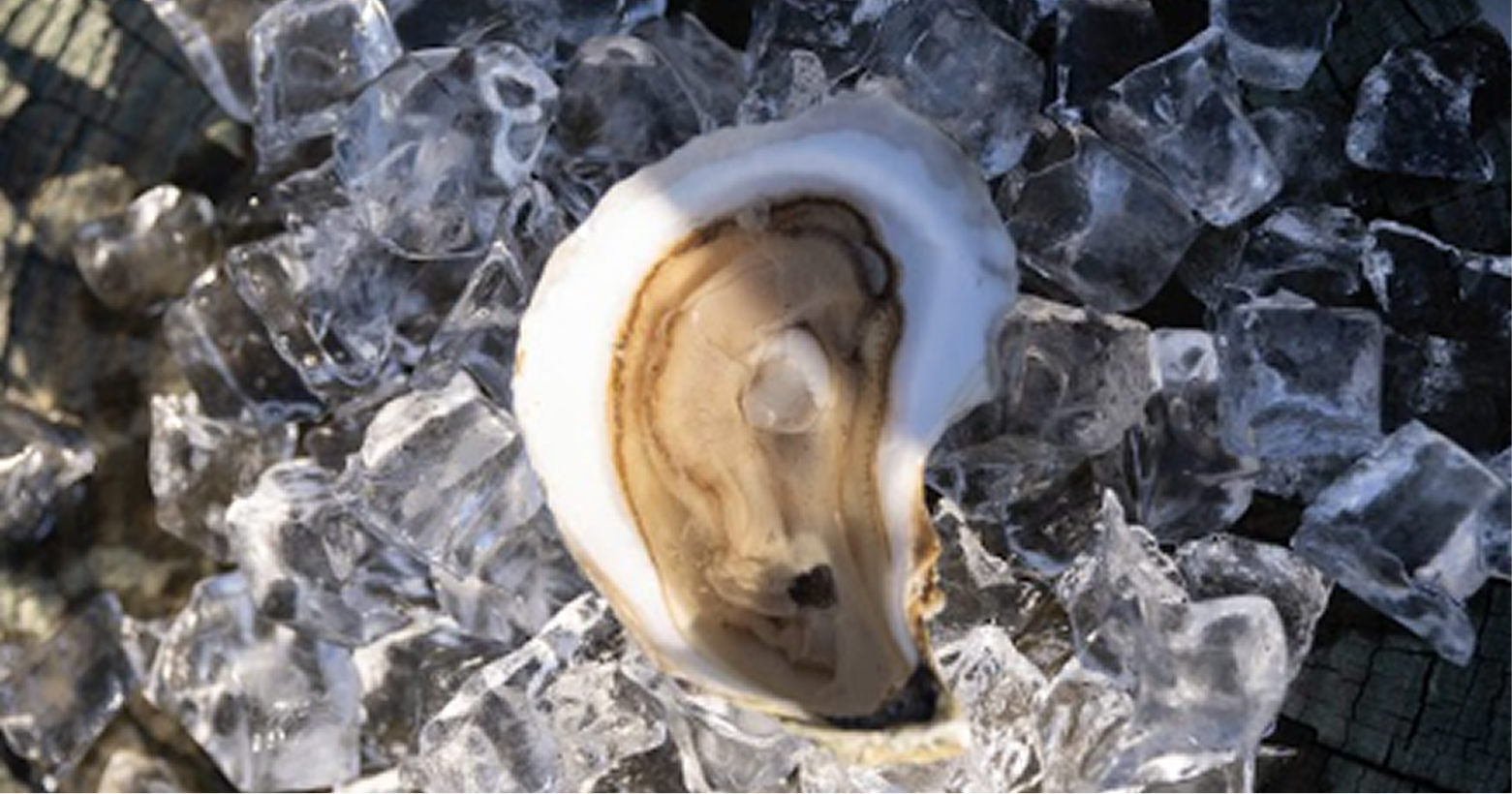 Pleasure Point Oysters
