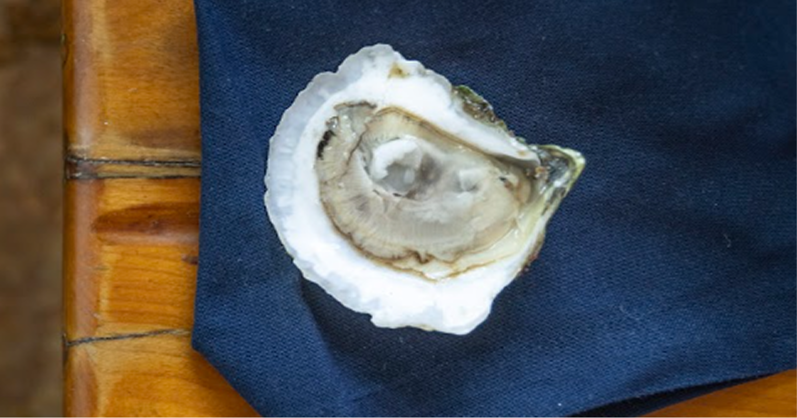Boomamoto Oysters