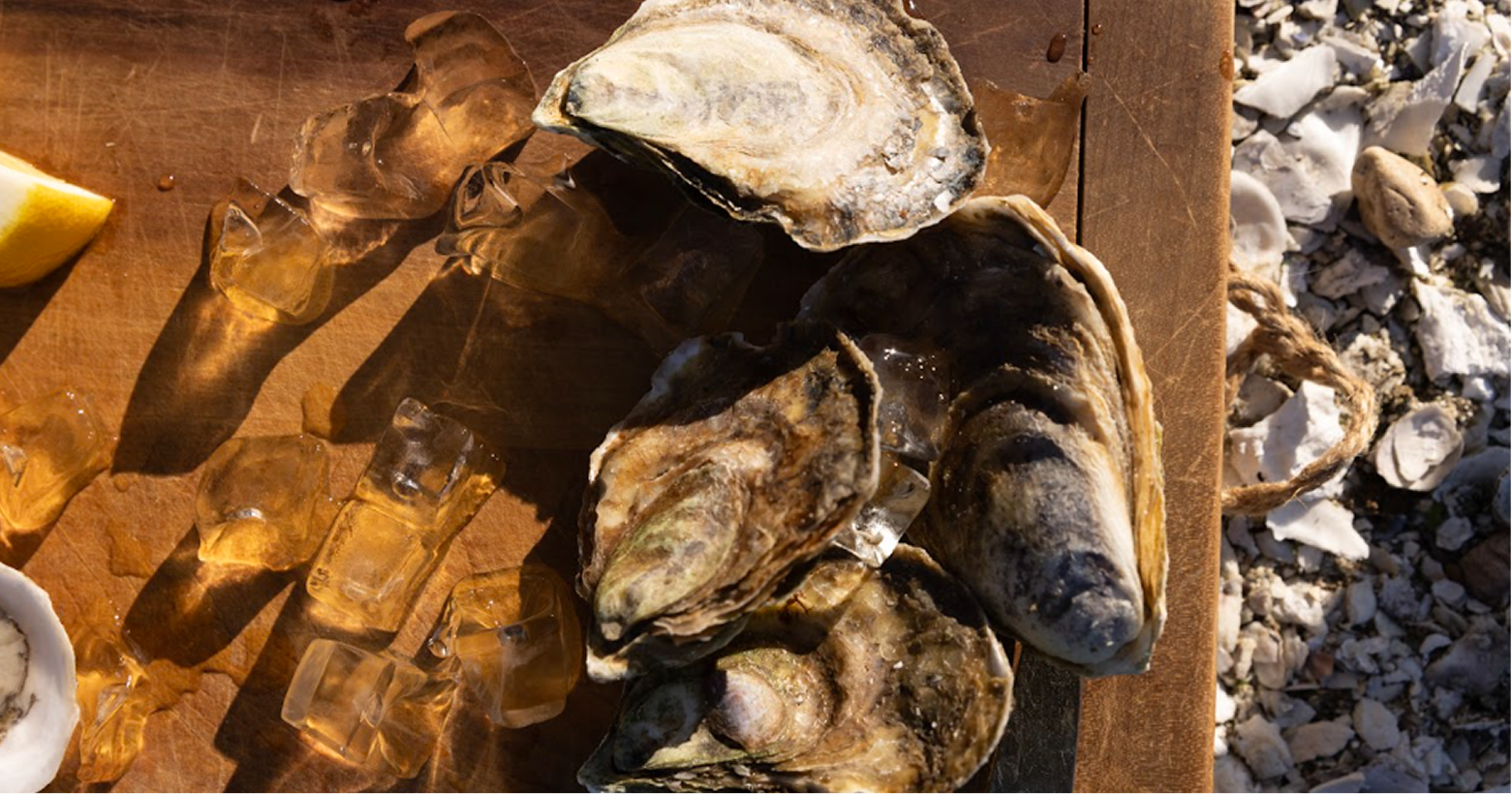 Hammerhead Oysters