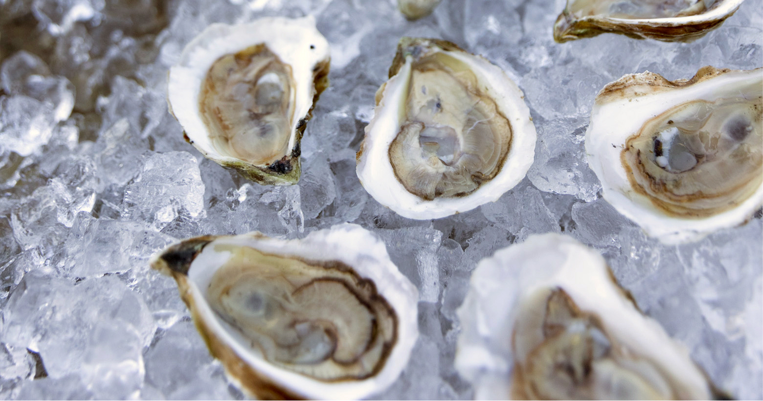 Three Bays Oysters