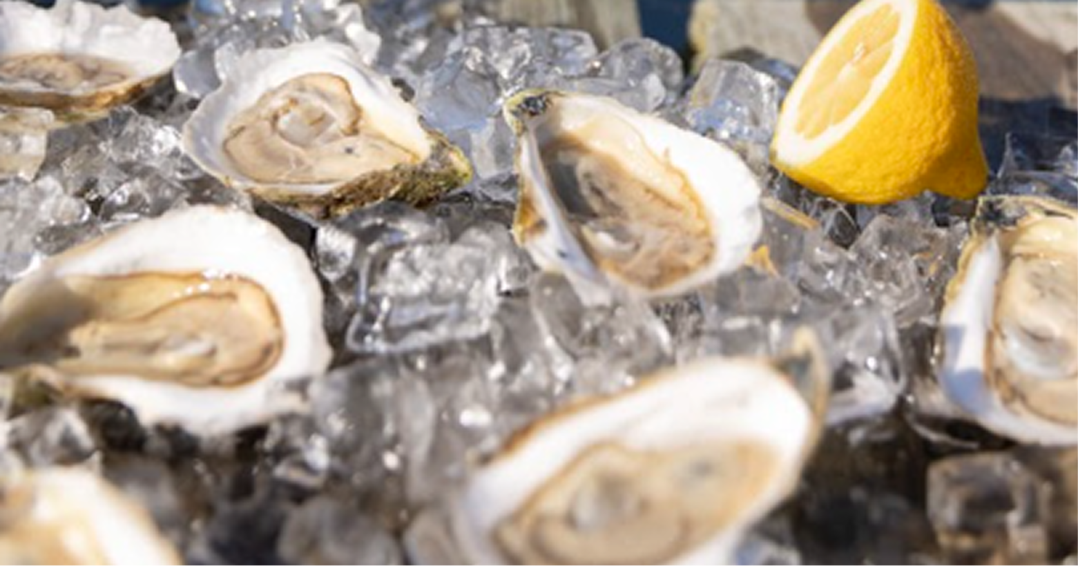 Malabar Oysters