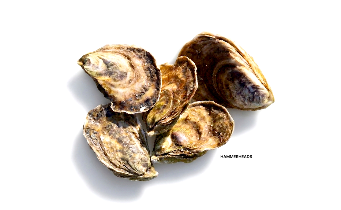 Hammerhead oysters
