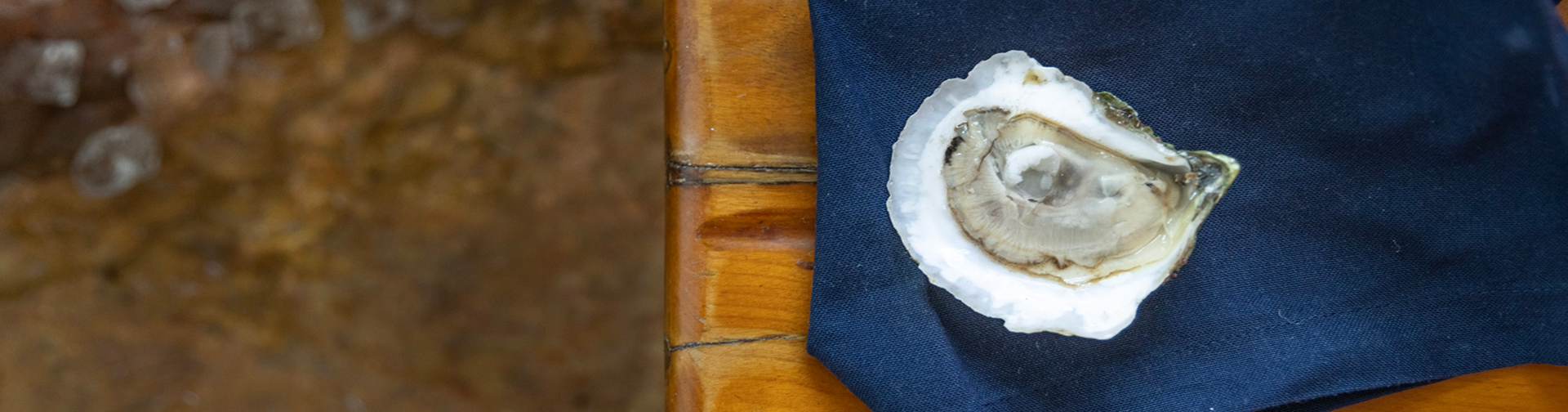 Oyster on the half shell on a raw bar