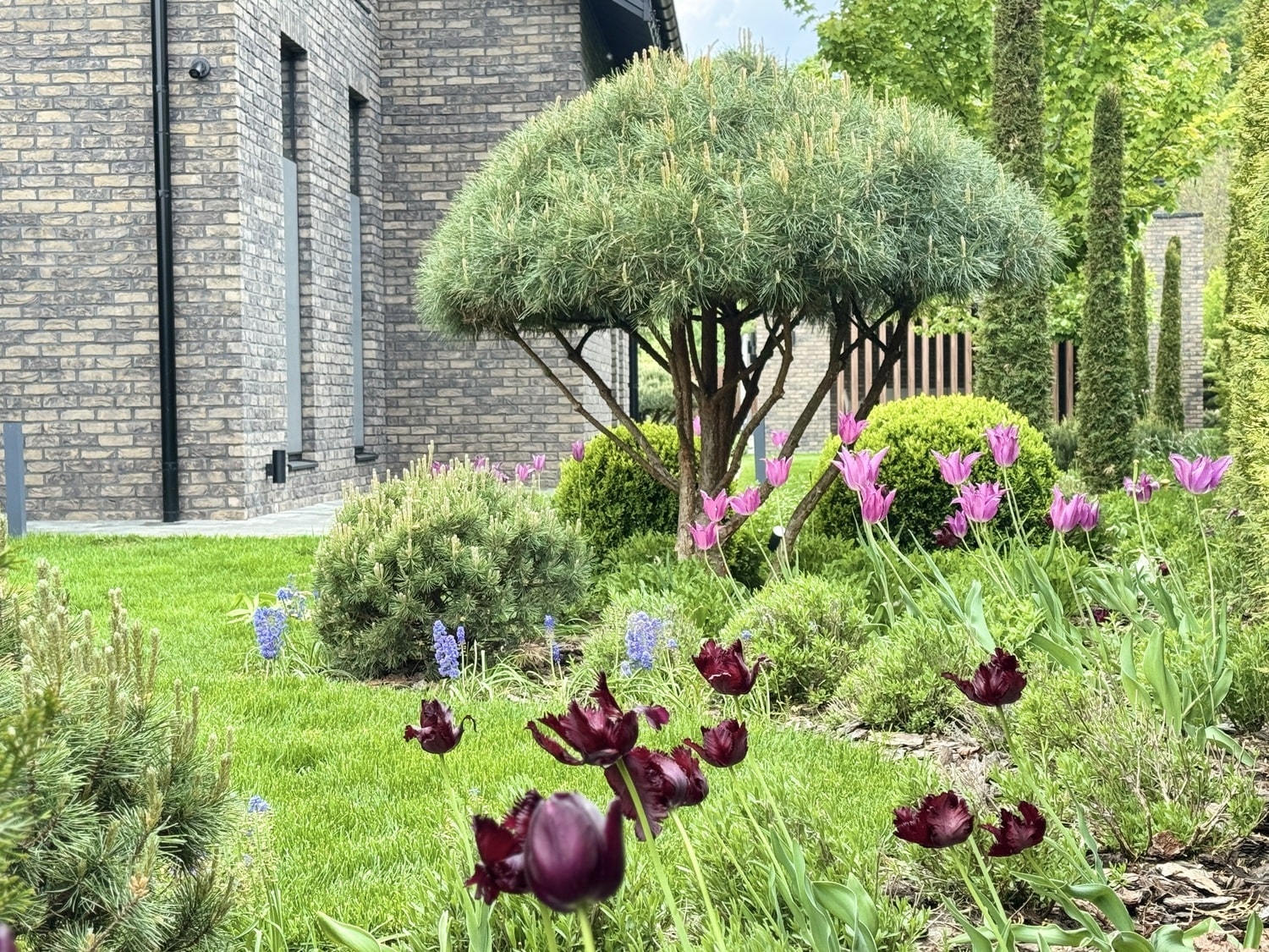 Сосна Ватерери в ландшафтном дизайне