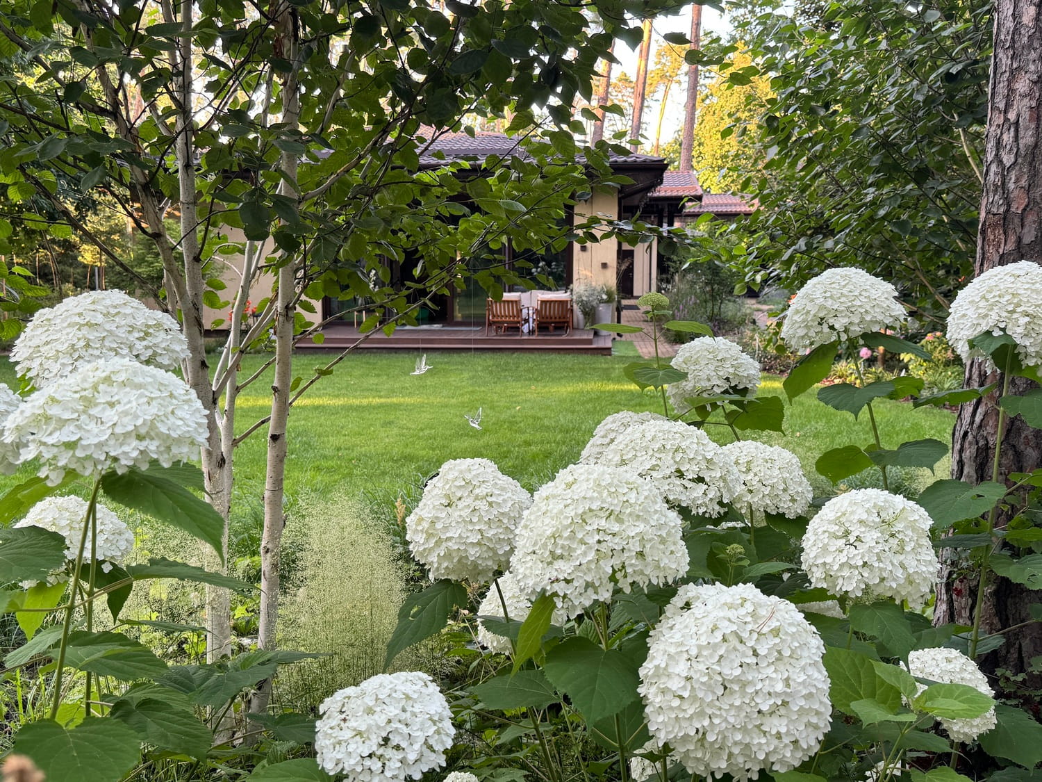 Гортензія в дизайні саду