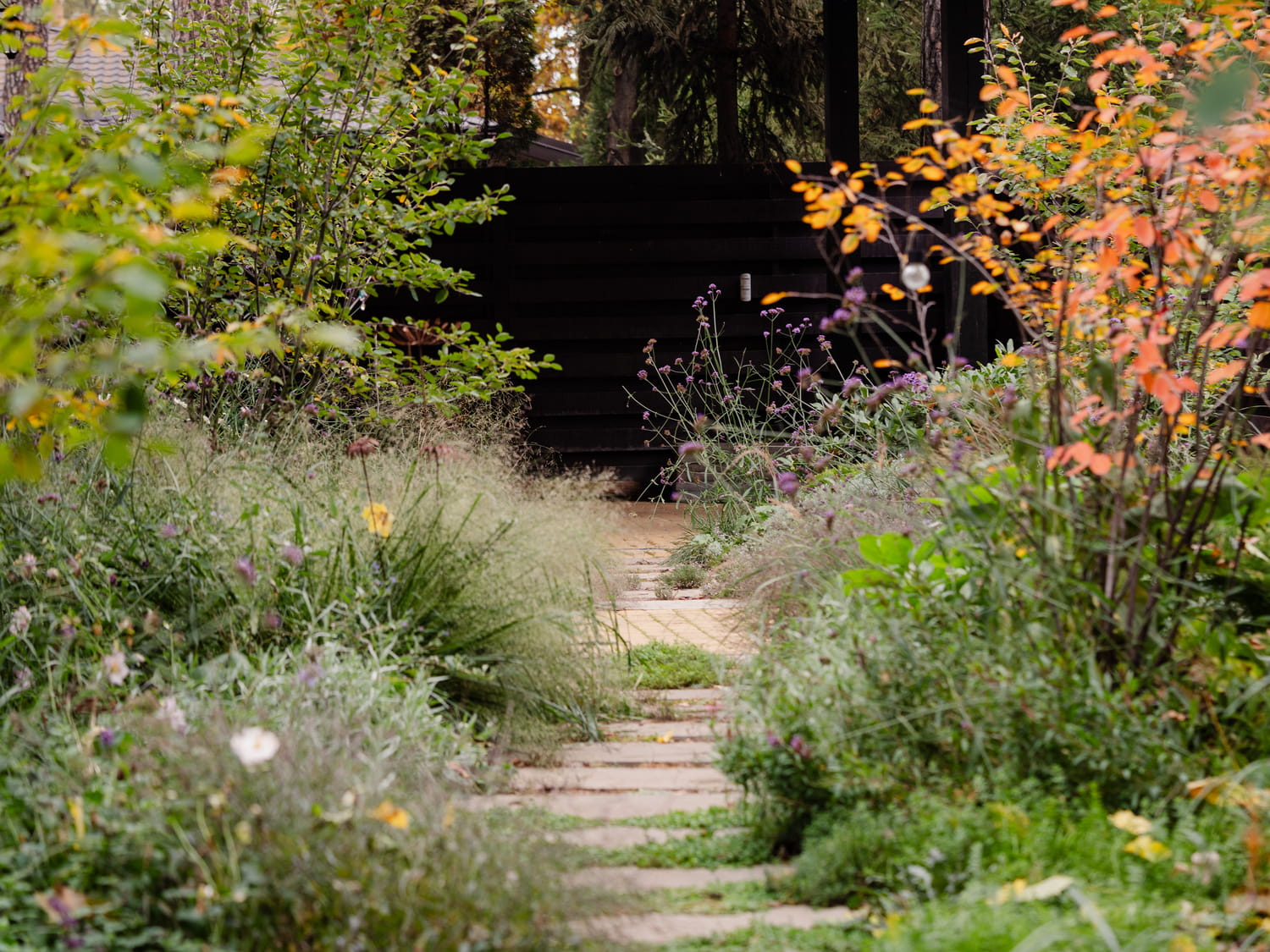 Вербена Бонарська в саду