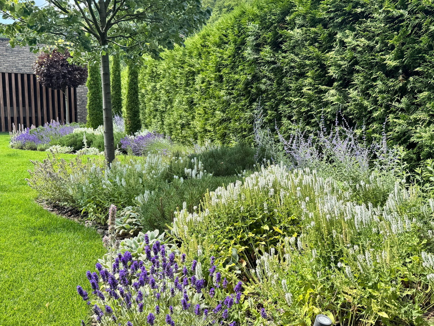 Жива огорожа з туї