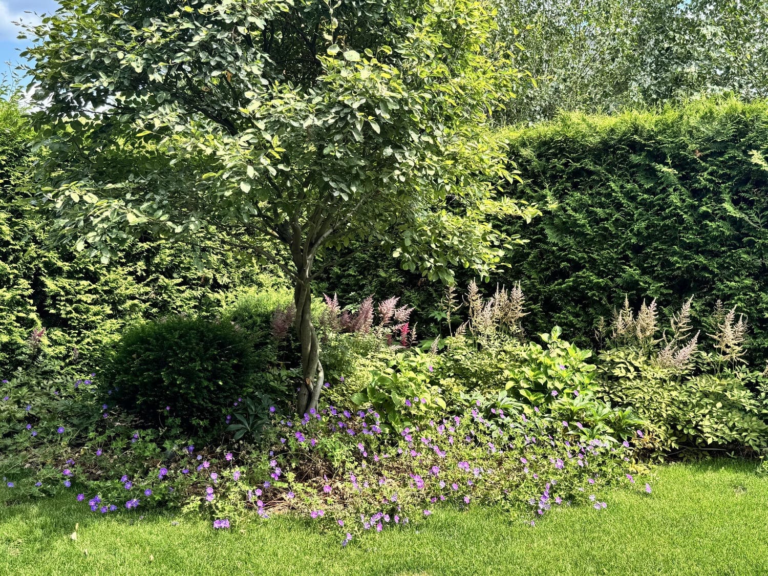 Хвойные композиции на газоне