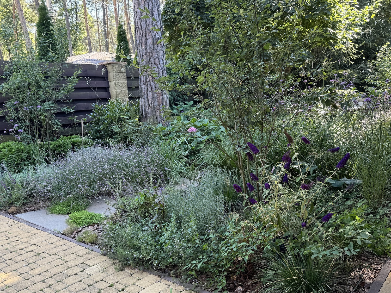 Трави в саду