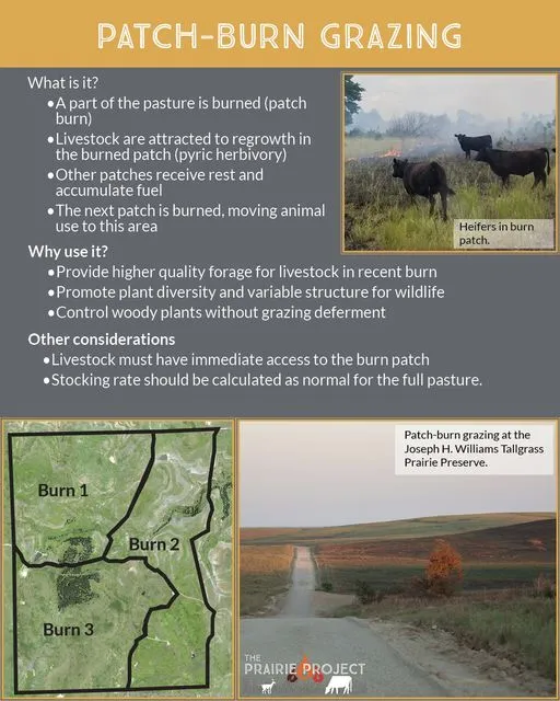 Patch Burn Grazing