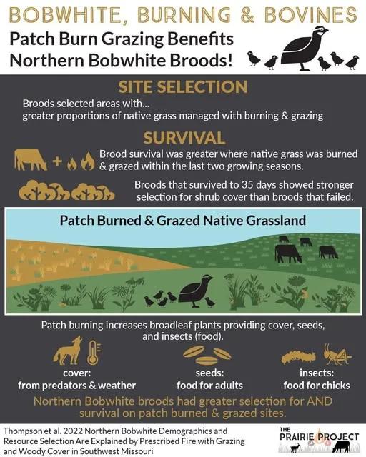 Patch Burn Grazing (Bobwhite Benefits)
