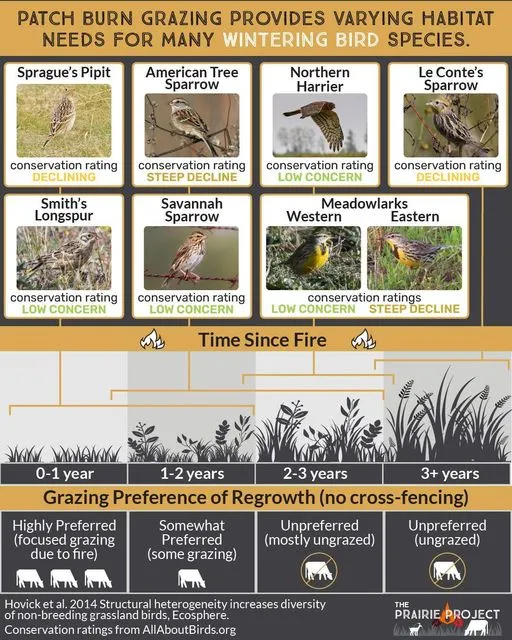 Patch Burn Grazing (Grassland Birds)