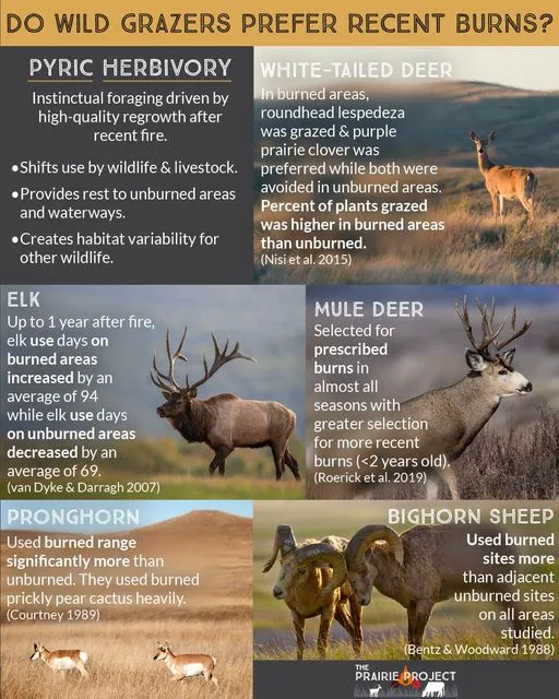 Wildlife and Burned Areas
