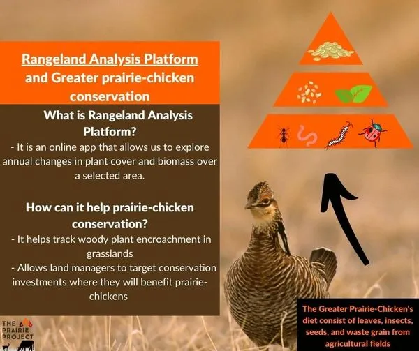 RAP (Greater Prairie Chicken)