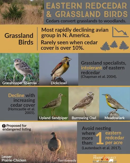 Eastern Red Cedar (Grassland Birds)