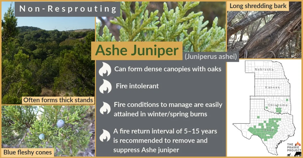 Woody Plant (Ashe Juniper)