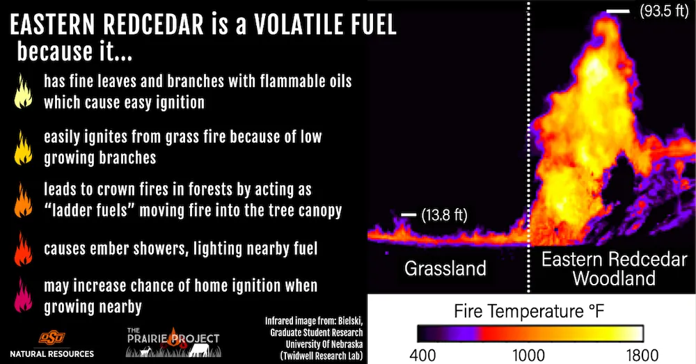 Eastern Red Cedar (Volatile Fuel)