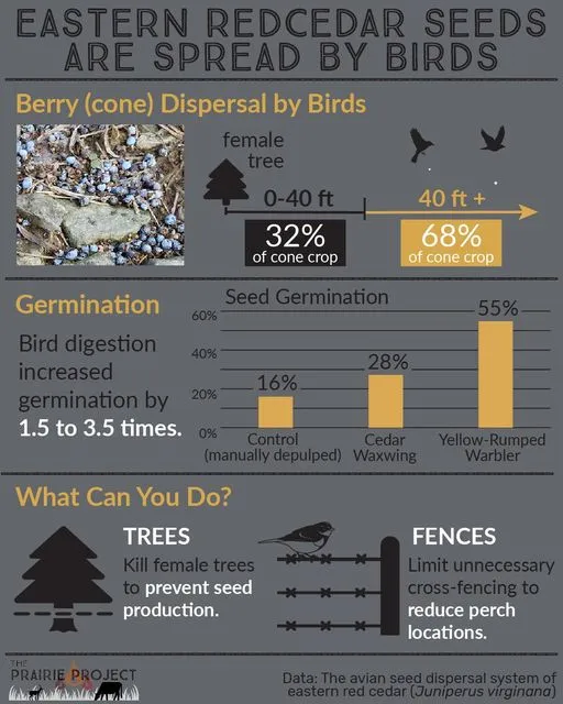 Eastern Red Cedar (Spread 2)