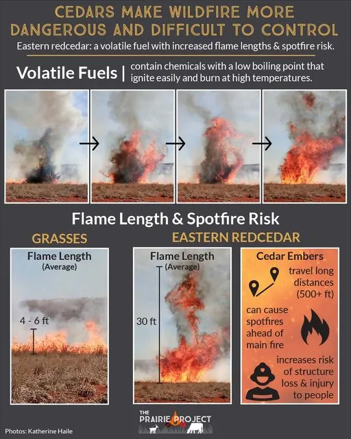 Eastern Red Cedar (Increase Wildfire Danger)