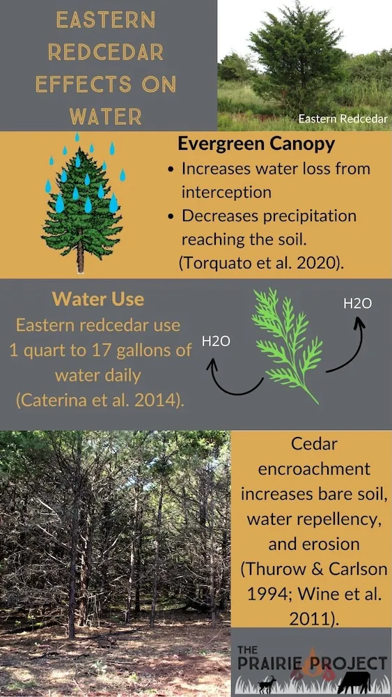 Eastern Red Cedar (Effects on Water)