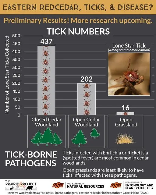 Eastern Red Cedar (Ticks)