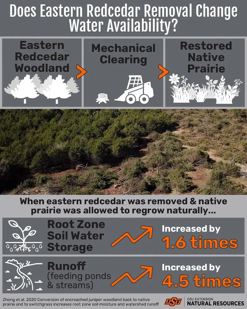 Eastern Red Cedar (Water Availability)